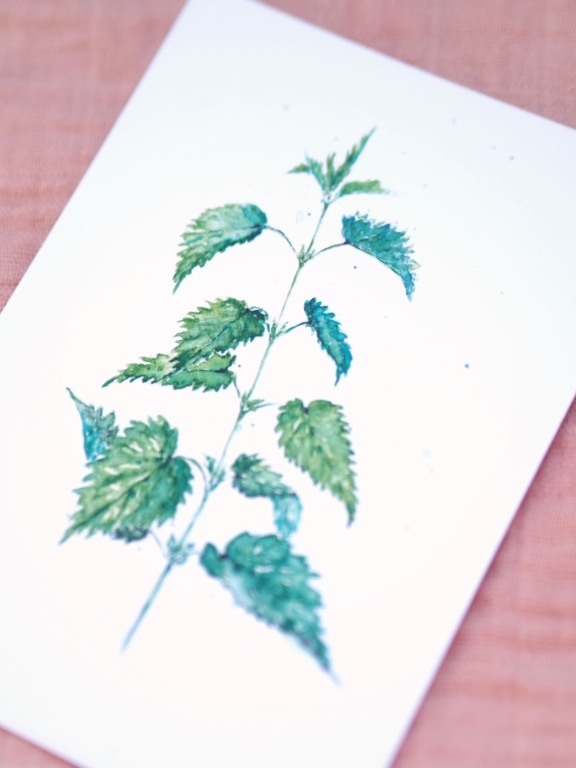 Premium Postkarte "Brennessel"